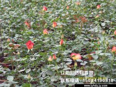 含苞待放的大花观赏月季