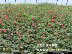 长势喜人的月季种苗