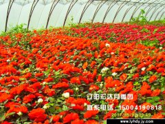 装箱代售的大花种苗