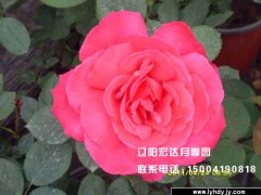 【大花观赏月季】--帕比克1