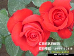 【大花观赏月季】--香魔八十一