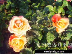 园内新品1
