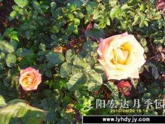 园内新品2