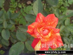 园内新品4