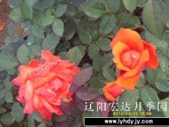 园内新品5