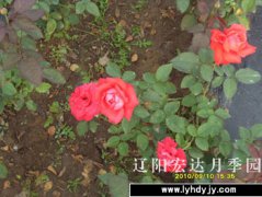 园内新品6