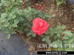 园内新品7