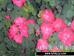 园内新品8