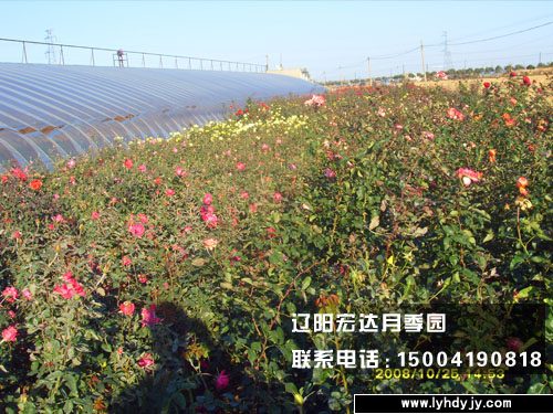 辽阳宏达月季花