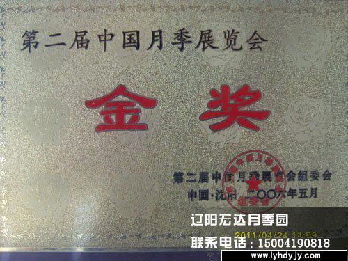 辽阳宏达月季花