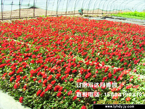 辽阳宏达月季花