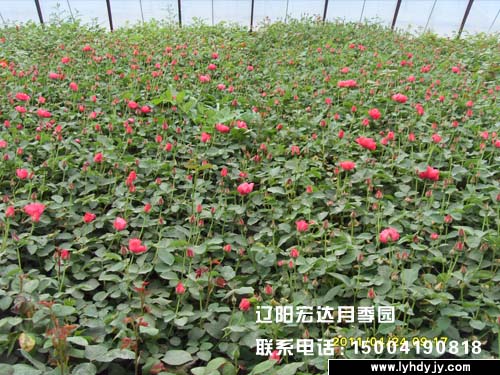 辽阳宏达月季花