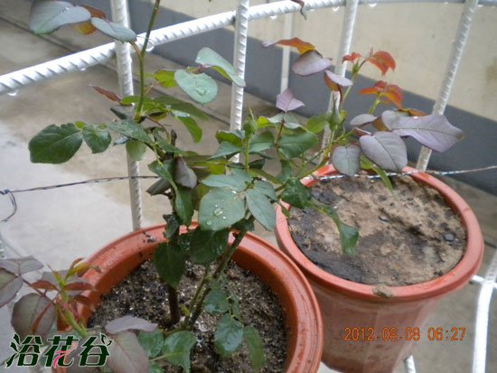 月季花的施肥方法