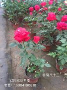 香魔八十二