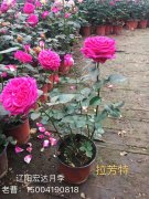 拉芳特月季花