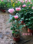 甜蜜骑士月季花