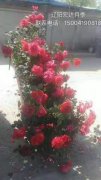 粉扇月季花